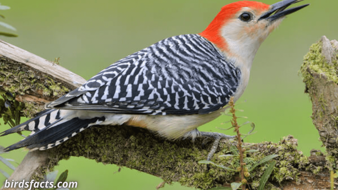 Woodpeckers Found In North Dakota