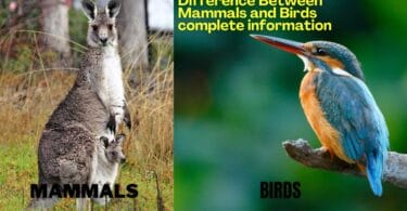 Difference Between Mammals and Birds complete information