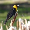10 Yellow and Black Birds You Should Know