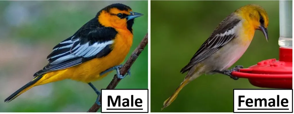 Bullock’s Oriole