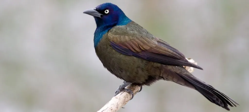 Common Grackle