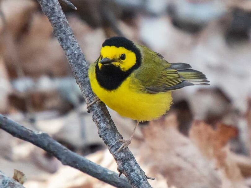 10 Yellow and Black Birds You Should Know