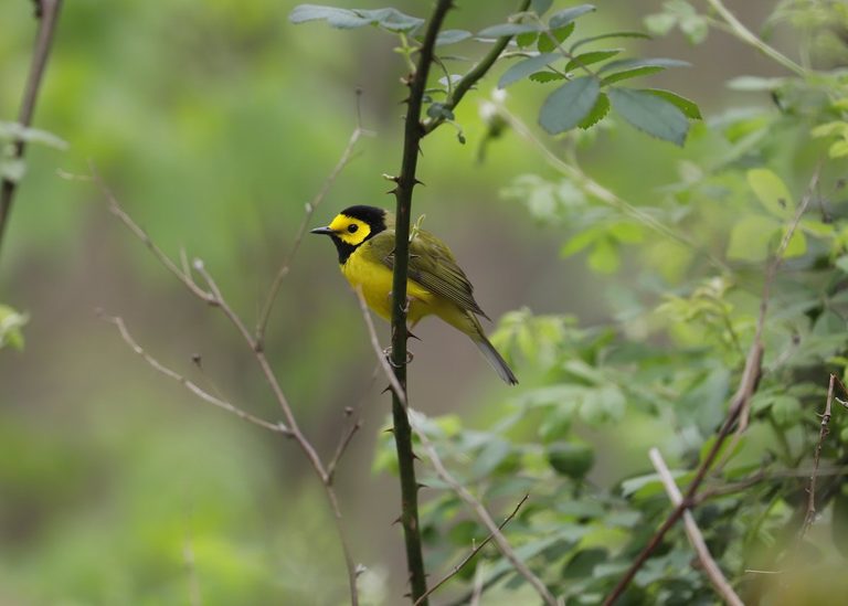 Hooded Warbler Yellow and Black Bird