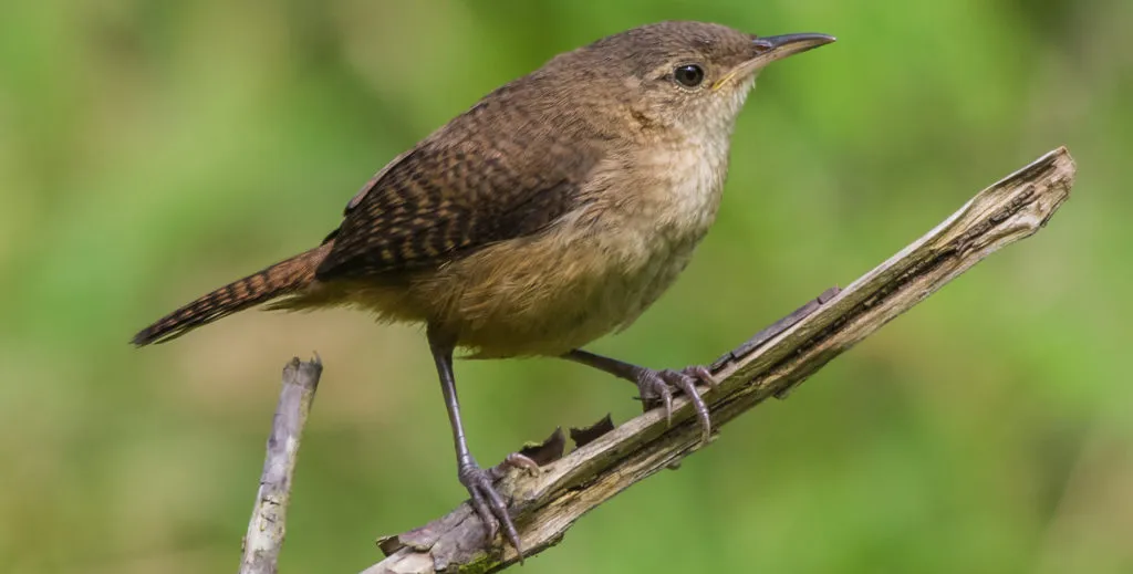 House Wren