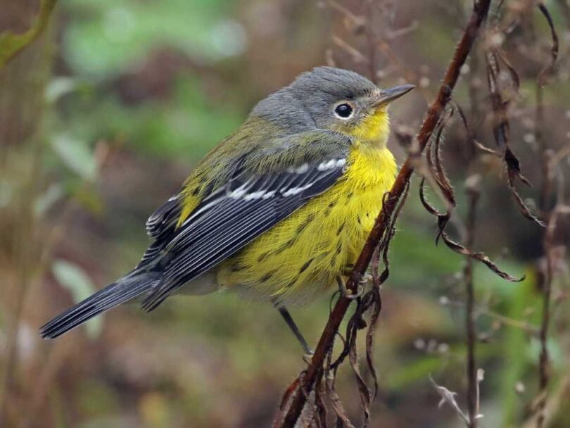 10 Yellow and Black Birds You Should Know