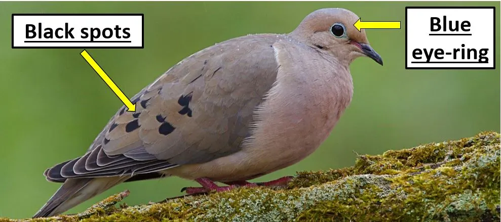 arizona state bird cardinal