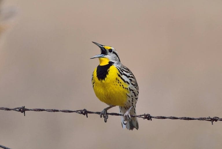 10 Yellow and Black Birds You Should Know