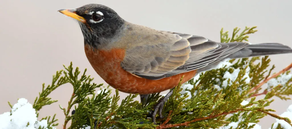 colorado birds