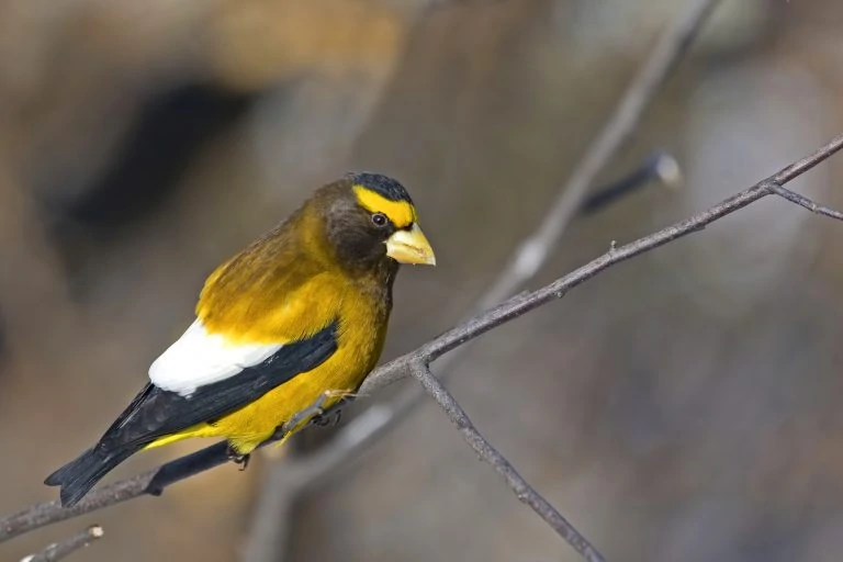 american goldfinch yellow and black bird