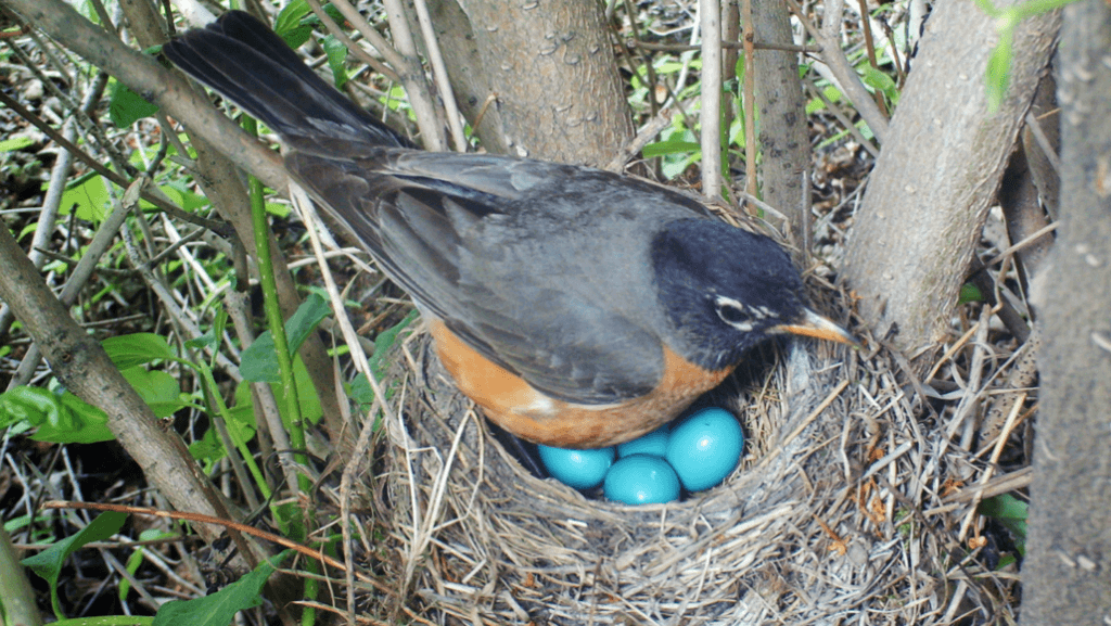 Do All Birds Lay Eggs Explained Everything