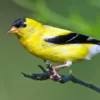 Birds With Orange Beaks (Photos + Fun Facts!)