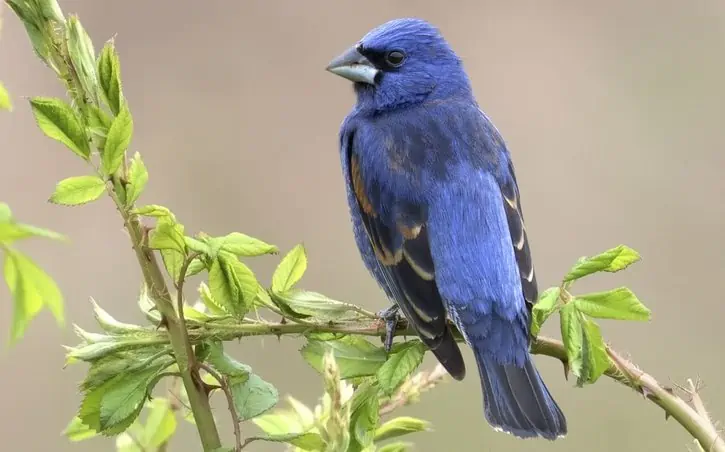 types of blue birds in Washington state