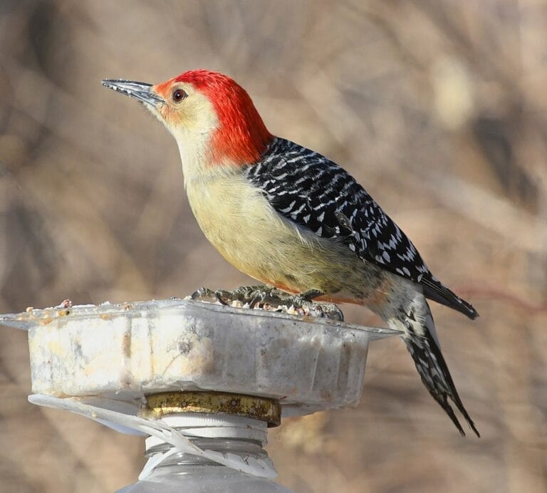 500 Birds Of South Carolina