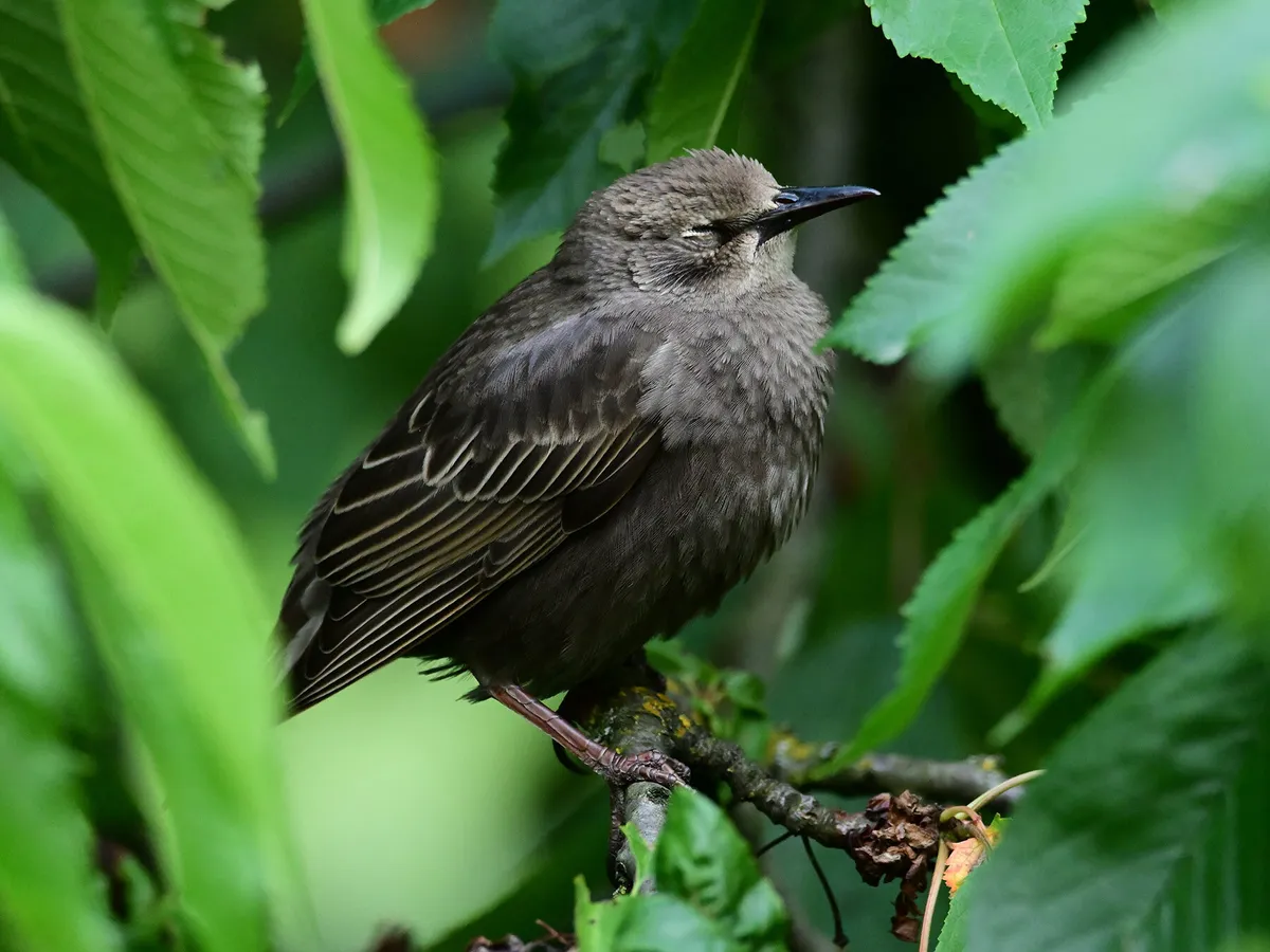 do-birds-sleep-everything-explained