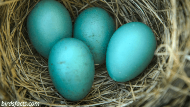 Do Mother Bird Sleep with Their Babies?