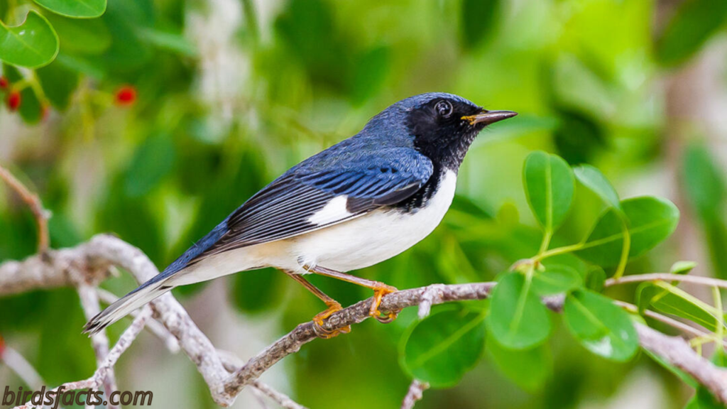 black throated blue warbler call