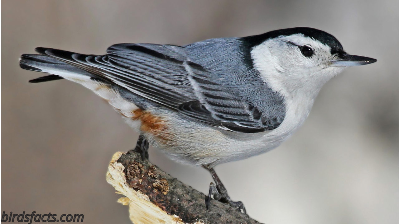 Small Black Bird With White Belly – 9 North American Birds 