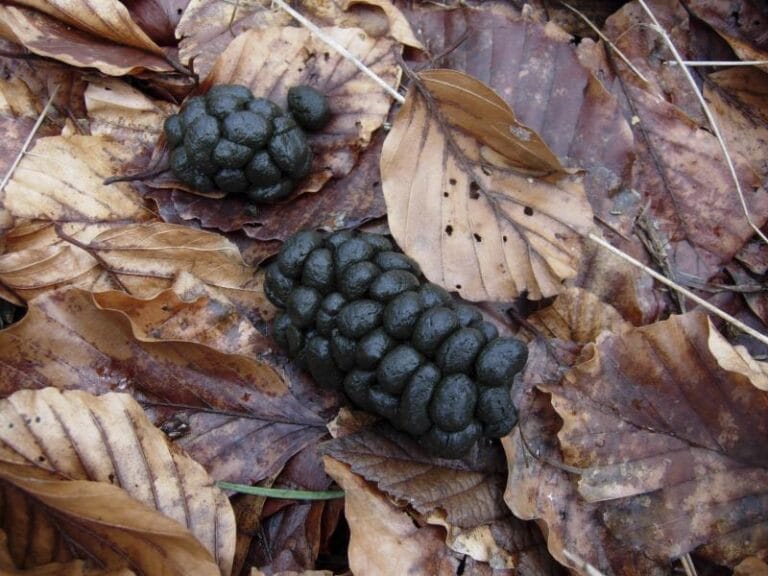 deer-poop-what-does-deer-scat-look-like