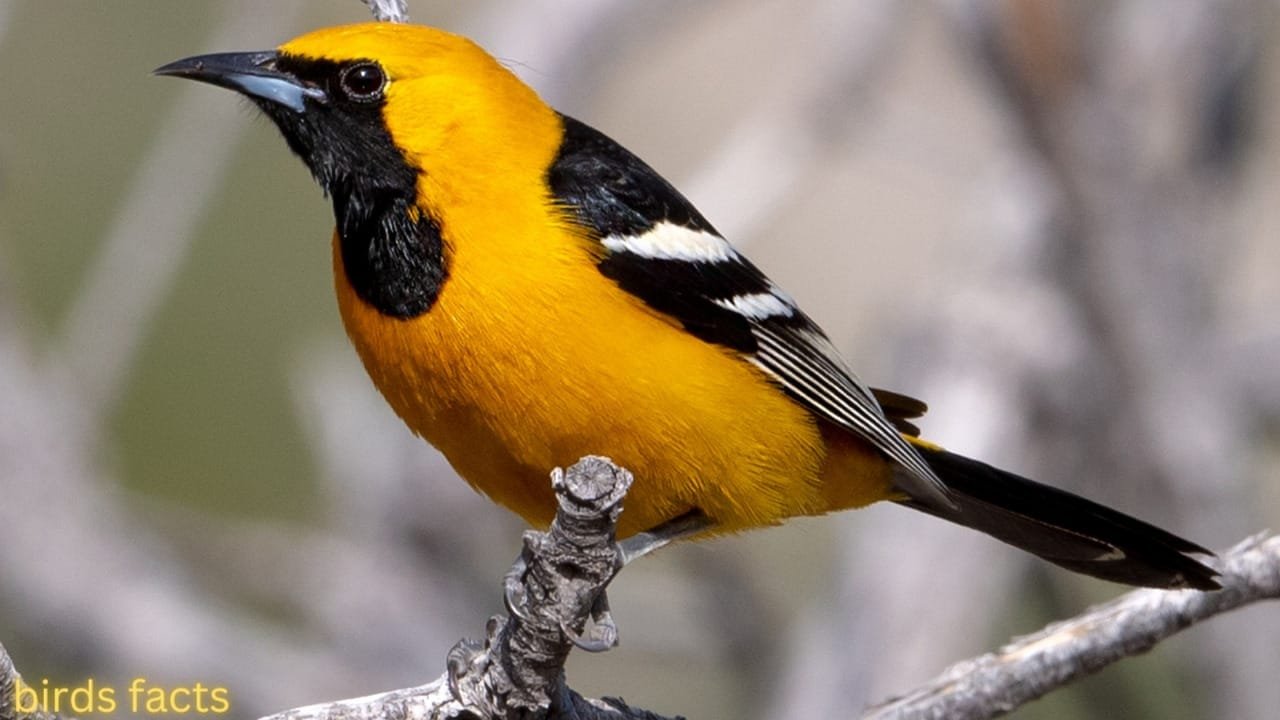 12 TYPES OF ORIOLES IN THE UNITED STATES (PICTURES)