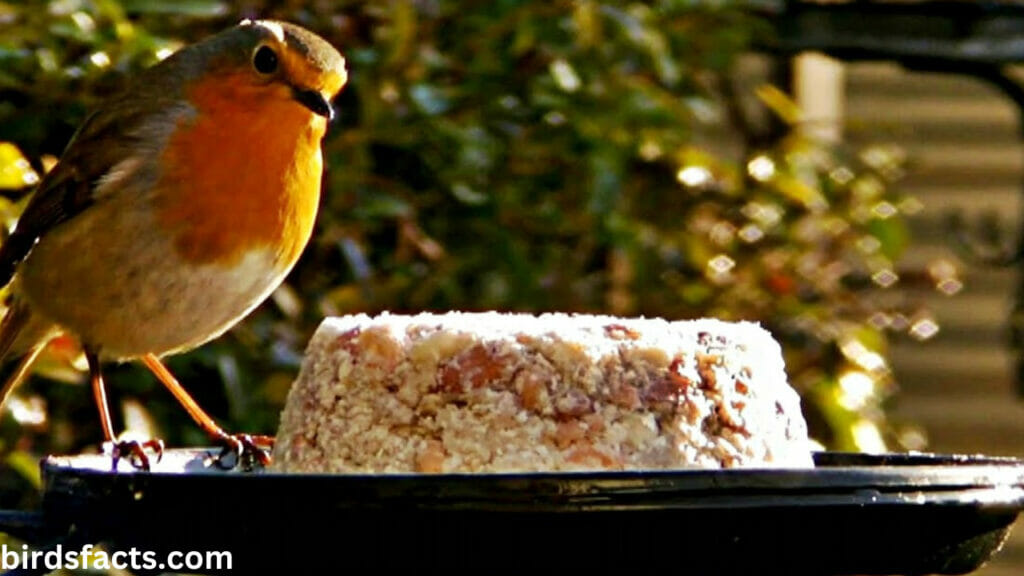 Lure them in with Suet Cakes