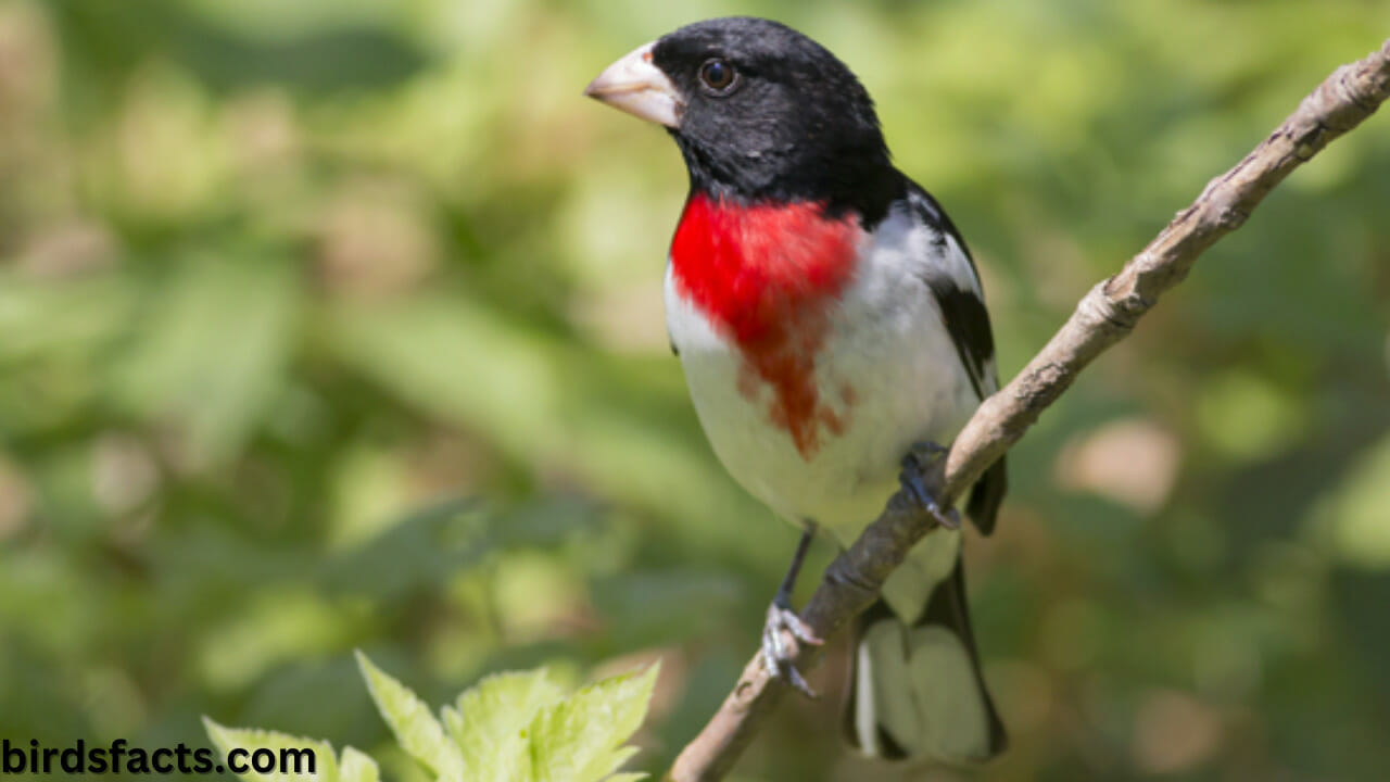 How To Attract Rose-Breasted Grosbeaks: 8 Tips To Get The Birds You Desire