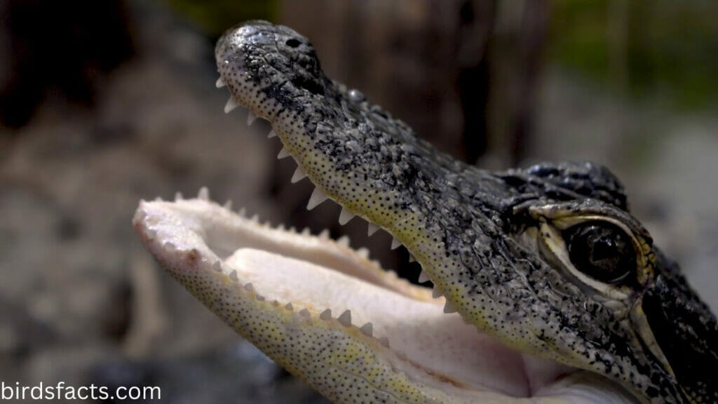 Alligator Hatchlings Have Many Teeth!