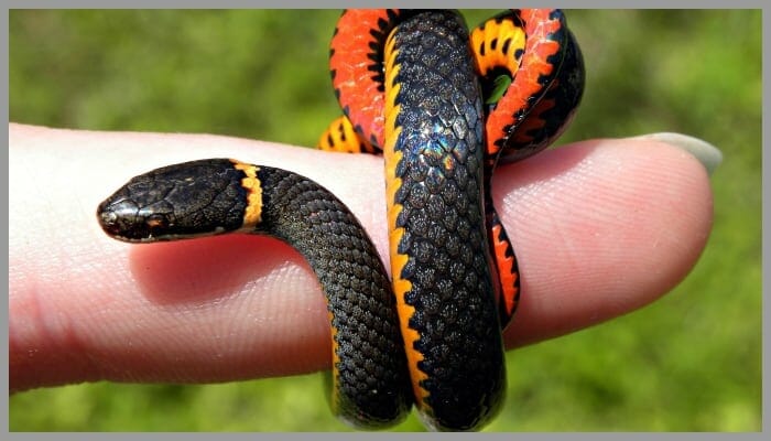 red black and yellow snake