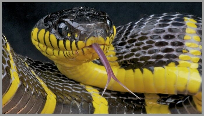 black and yellow snake