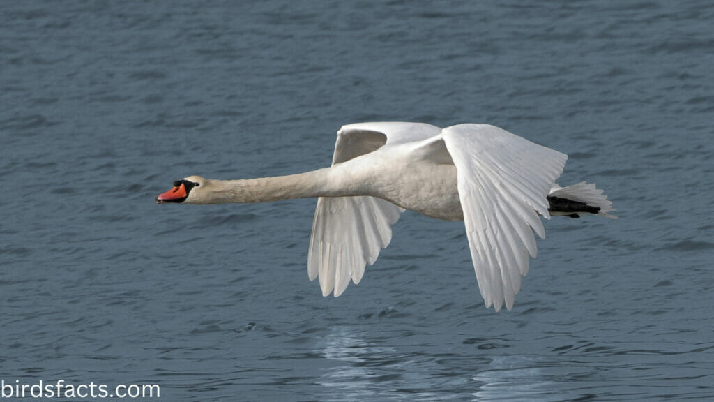 Can the swan fly?