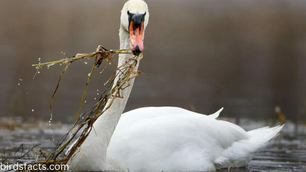 Do people eat swans?