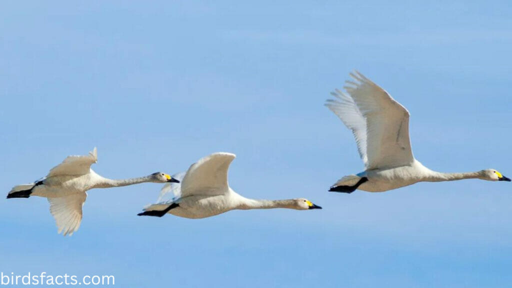 How fast can swans fly?