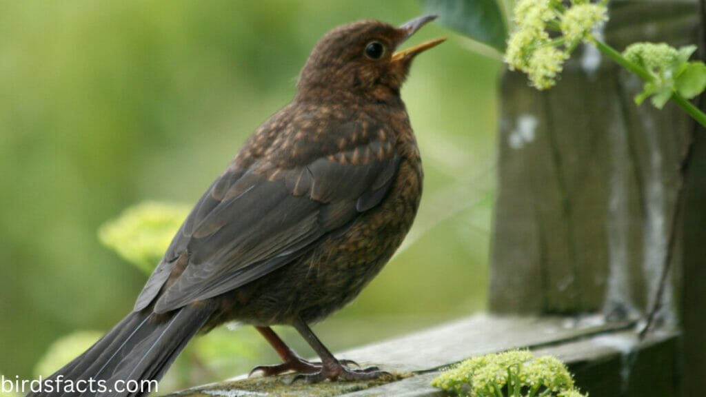 What is a baby blackbird called?