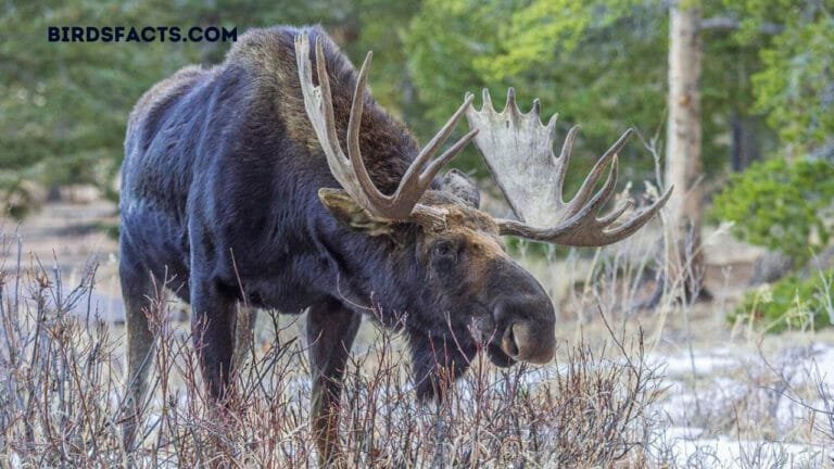 Moose vs Human A Fascinating Compared
