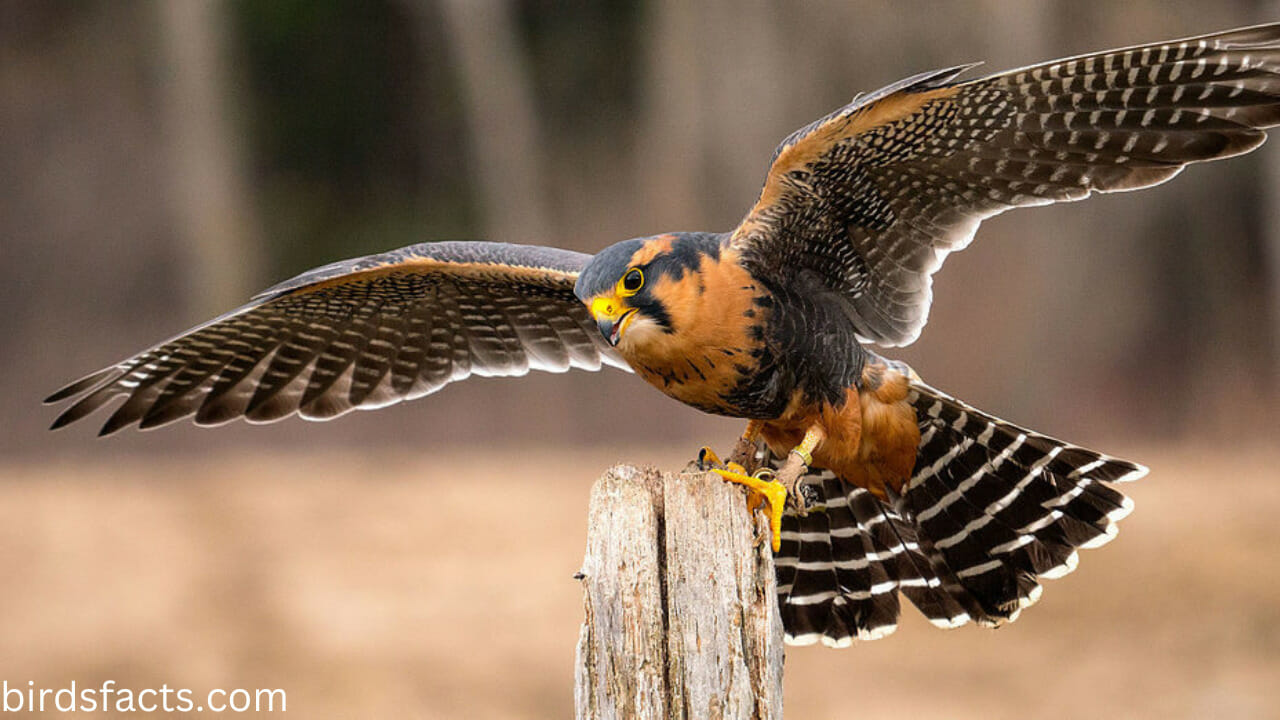 These 6 Types Of Falcons In California Are The Ones You Should Watch Out For