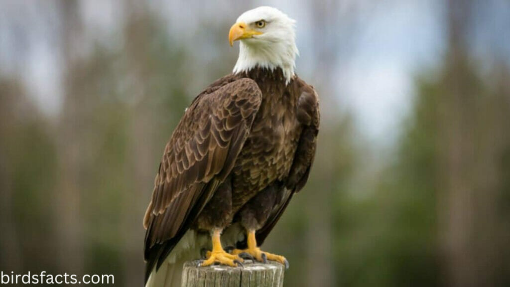 mature female bald eagle