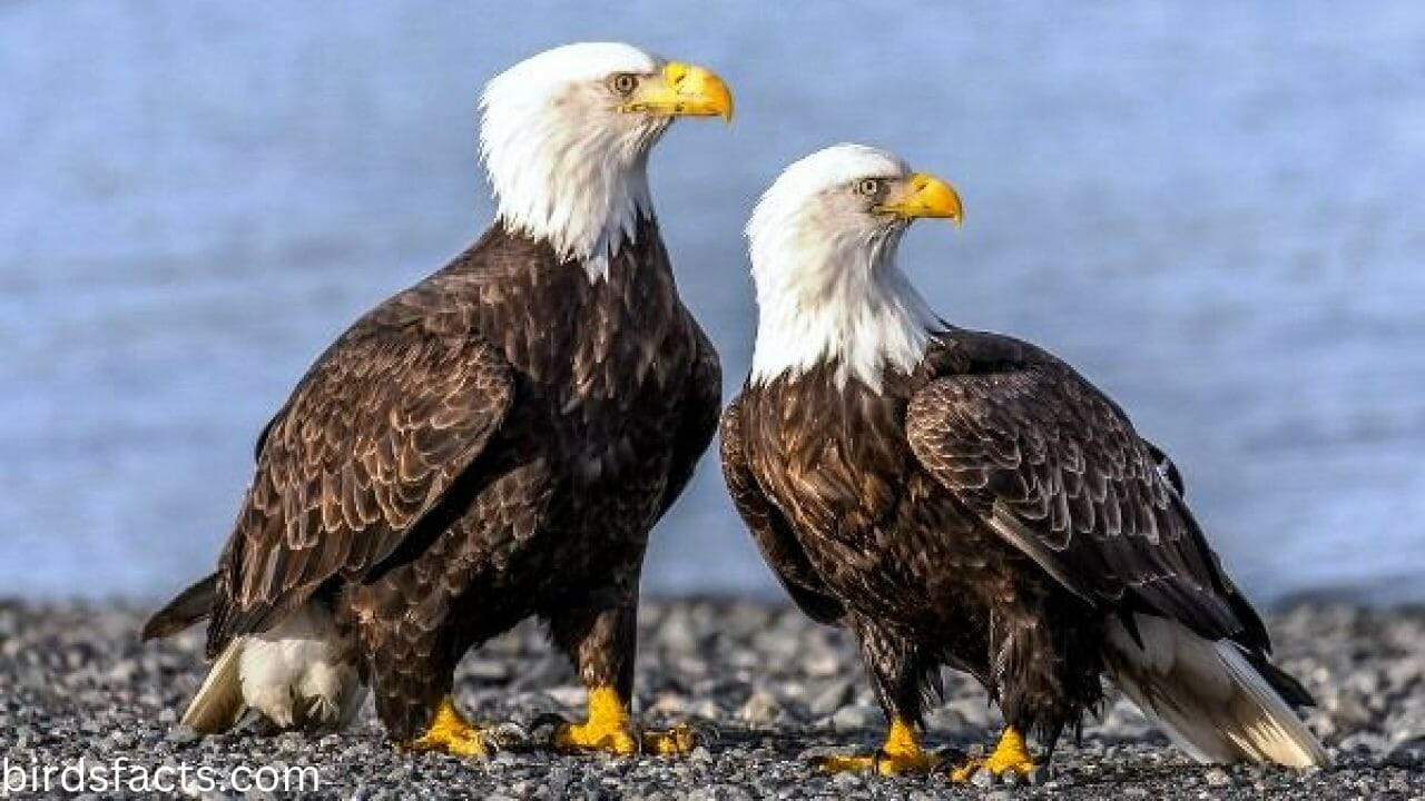 The facts you probably didn t know about the female bald eagle 4