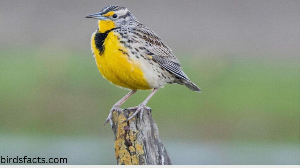 What does the state bird of Kansas look like?