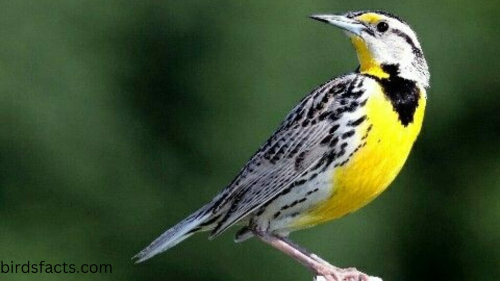 When did the Western Meadowlark become the state bird for Kansas?