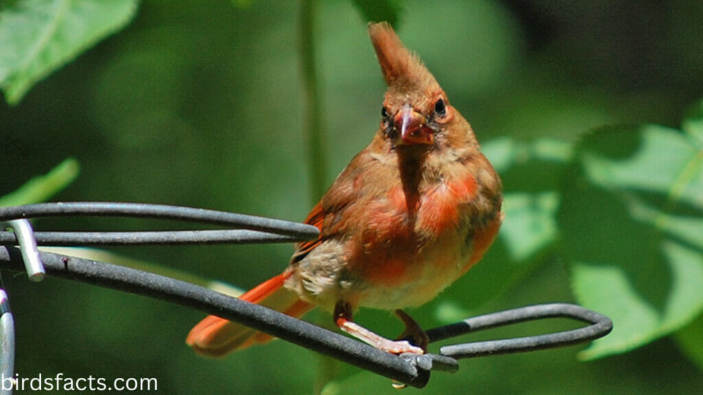 Where to Find Juvenile Cardinals