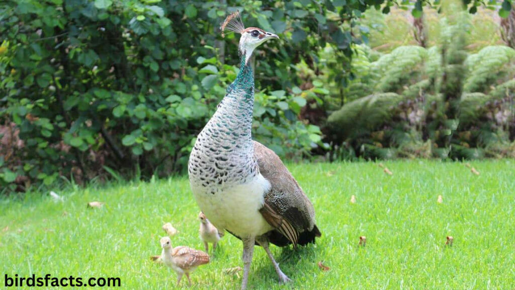 Can female peacocks raise young alone?