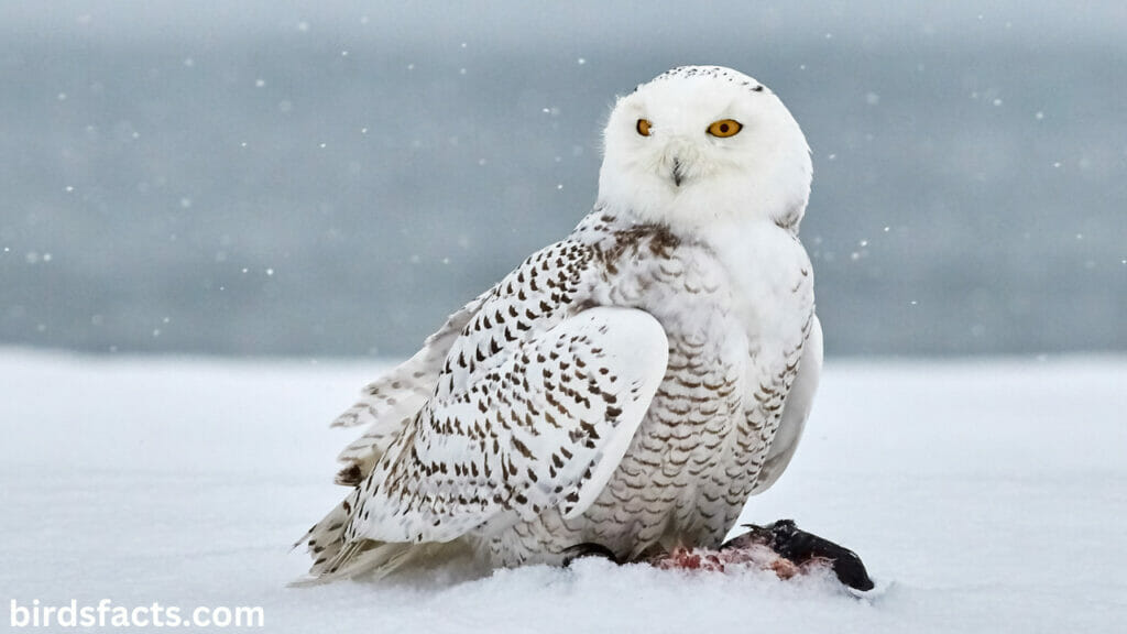 Fascinating Facts about Cute Snowy Owls