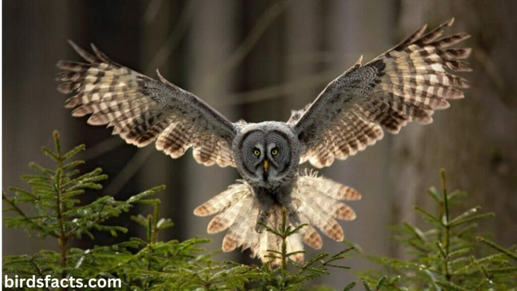 How Do Owl Legs Help Owls Fly?