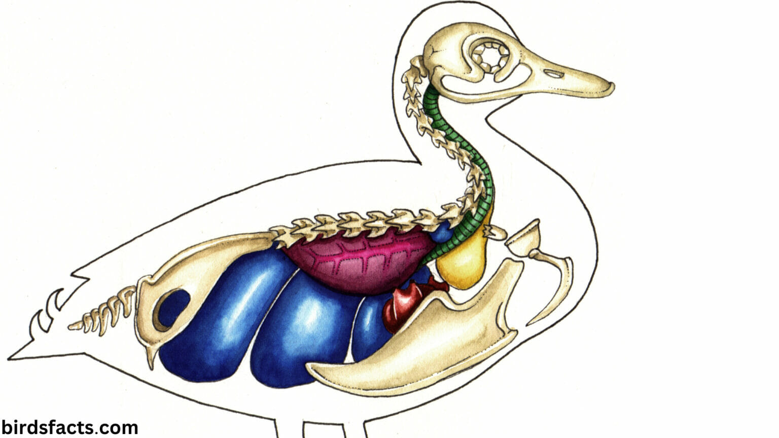 Do Ducks Have Teeth? Discover the Surprising Answer: