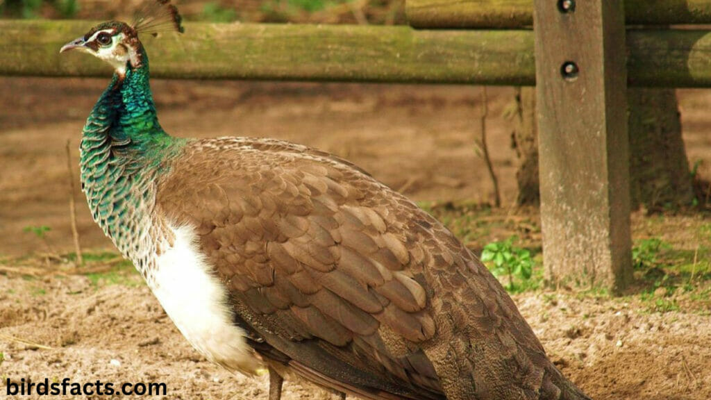 female peacocks