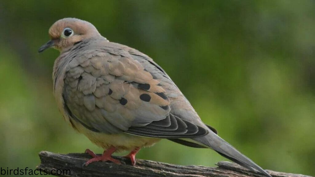 mourning dove symbolism