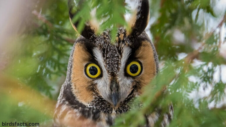 Owl Ears Unlock the Secrets of Owl Hearing with Amazing