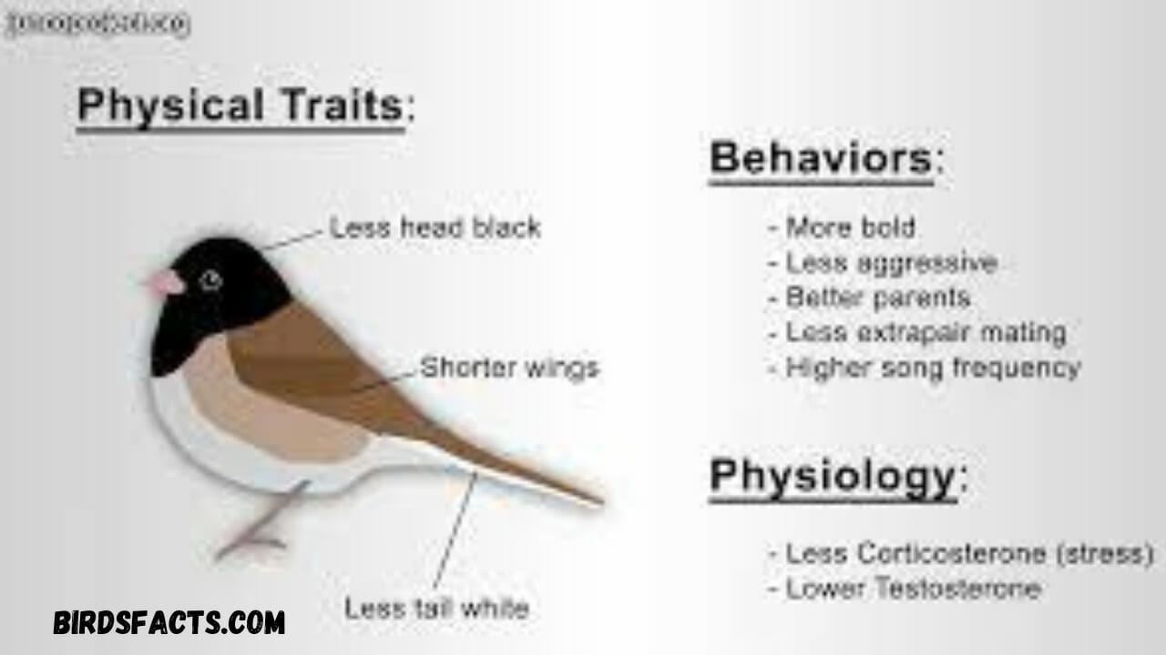 Biology and Physical Characteristics of the Junco