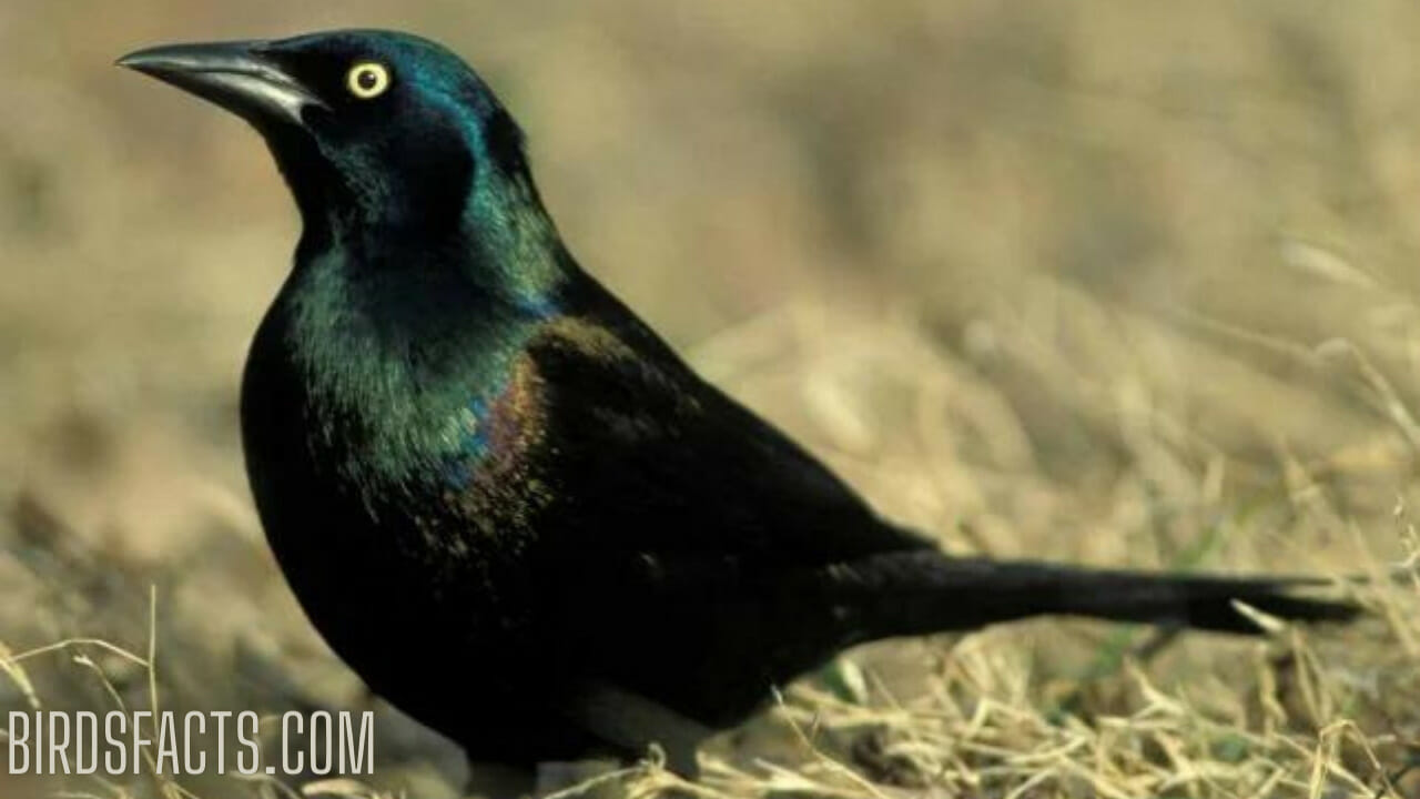 Black Bird With blue Head 