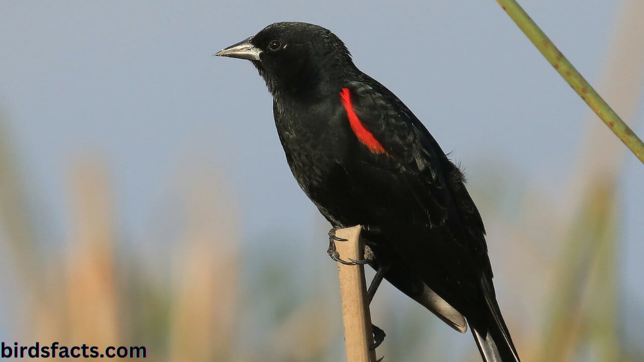 black bird with orange on wings