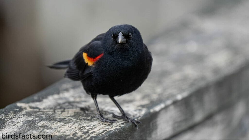 A Rare Sight: A Black Bird with Orange Wings!